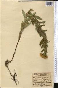 Pentanema asperum (Poir.) G.V.Boiko & Korniy., Средняя Азия и Казахстан, Северный и Центральный Казахстан (M10) (Казахстан)