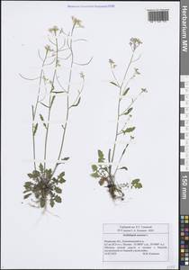 Резушка песчаная, Резуховидка песчаная, Восточная Европа, Центральный район (E4) (Россия)