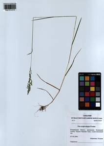 Poa pratensis subsp. pratensis, Сибирь, Алтай и Саяны (S2) (Россия)