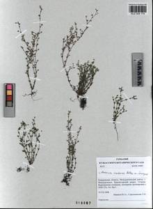 KUZ 004 174, Arenaria leptoclados subsp. leptoclados, Сибирь, Алтай и Саяны (S2) (Россия)