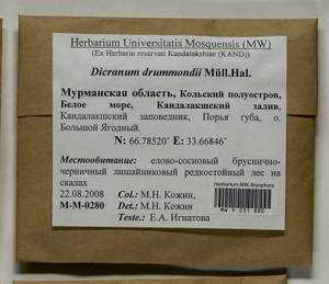 Dicranum drummondii Müll. Hal., Гербарий мохообразных, Мхи - Карелия, Ленинградская и Мурманская области (B4) (Россия)