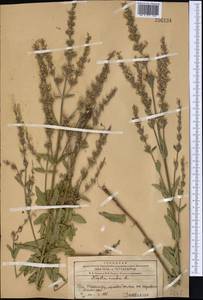 Котовник голый, Средняя Азия и Казахстан, Западный Тянь-Шань и Каратау (M3) (Казахстан)