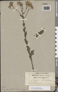 Якобея ферганская (Schischk.) B.Nord., Восточная Европа, Восточный район (E10) (Россия)