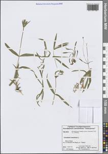 Dichodon maximum (L.) Á.Löve & D.Löve, Сибирь, Центральная Сибирь (S3) (Россия)