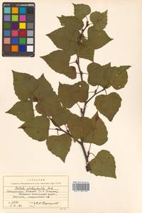 Betula pendula subsp. mandshurica (Regel) Ashburner & McAll., Сибирь, Дальний Восток (S6) (Россия)