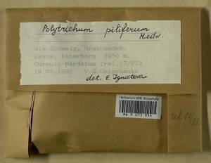 Polytrichum piliferum Hedw., Гербарий мохообразных, Мхи - Западная Европа (BEu) (Швейцария)