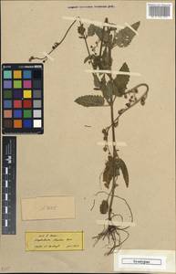 Scrophularia scopolii subsp. scopolii, Зарубежная Азия (ASIA) (Турция)