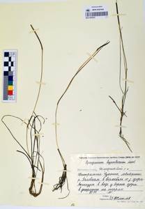 MAG 0003633, Ежеголовник северный  Laest. ex Beurl., Сибирь, Чукотка и Камчатка (S7) (Россия)