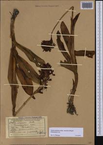 Orchis purpurea subsp. caucasica (Regel) B.Baumann, H.Baumann, R.Lorenz & Ruedi Peter, Кавказ, Черноморское побережье (от Новороссийска до Адлера) (K3) (Россия)