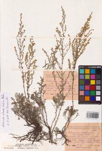 Полынь селитряная Weber ex Stechm., Восточная Европа, Восточный район (E10) (Россия)