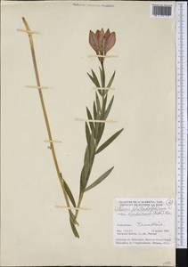 Lilium philadelphicum L., Америка (AMER) (Канада)