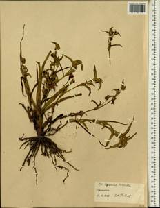Cyanotis vaga (Lour.) Schult. & Schult.f., Африка (AFR) (Эфиопия)