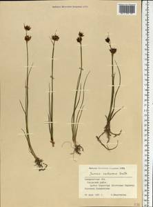 Ситник каштановый Sm., Восточная Европа, Западно-Украинский район (E13) (Украина)
