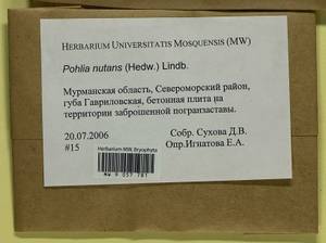 Pohlia nutans (Hedw.) Lindb., Гербарий мохообразных, Мхи - Карелия, Ленинградская и Мурманская области (B4) (Россия)