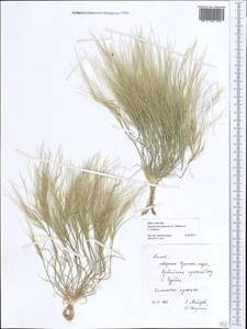 Селин перистый (L.) Munro ex T.Anderson, Африка (AFR) (Египет)