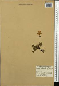 Anemonastrum narcissiflorum subsp. chrysanthum (Ulbr.) Raus, Кавказ, Ставропольский край, Карачаево-Черкесия, Кабардино-Балкария (K1b) (Россия)
