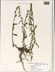 Artemisia parviflora Buch.-Ham. ex Roxb., Зарубежная Азия (ASIA) (Непал)