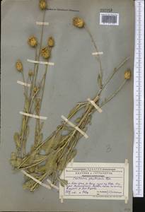 Rhaponticoides phyllopoda (Iljin) Negaresh, Средняя Азия и Казахстан, Западный Тянь-Шань и Каратау (M3) (Казахстан)