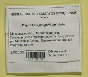 Polytrichum juniperinum Hedw., Гербарий мохообразных, Мхи - Москва и Московская область (B6a) (Россия)