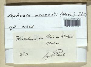Lophozia wenzelii (Nees) Steph., Гербарий мохообразных, Мхи - Западная Европа (BEu) (Германия)