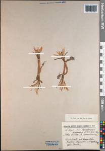Colchicum soboliferum (C.A.Mey.) Stef., Зарубежная Азия (ASIA) (Афганистан)