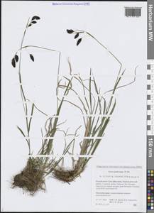 Осока ногоплодная R.Br., Сибирь, Якутия (S5) (Россия)