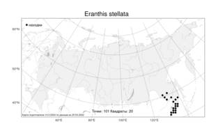 Eranthis stellata, Весенник звездчатый Maxim., Атлас флоры России (FLORUS) (Россия)