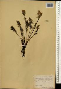 Мытник краснеющий Stephan ex Willd., Монголия (MONG) (Монголия)