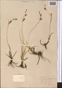 Осока просяная L., Средняя Азия и Казахстан, Западный Тянь-Шань и Каратау (M3) (Узбекистан)