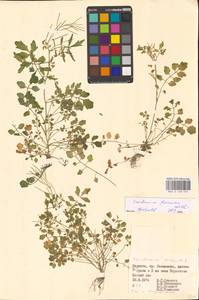 Сердечник извилистый With., Восточная Европа, Западно-Украинский район (E13) (Украина)