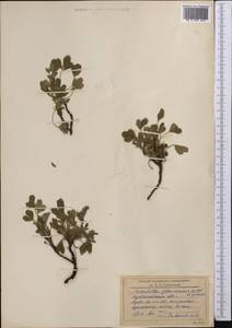 Potentilla cinerea subsp. incana (G.Gaertn., B.Mey. & Scherb.) Asch., Средняя Азия и Казахстан, Северный и Центральный Казахстан (M10) (Казахстан)