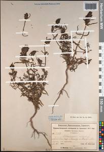 Марьянник полевой L., Кавказ, Турецкий Кавказ (K7) (Турция)