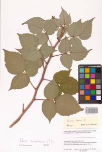 Малина сахалинская H.Lév., Сибирь, Западная Сибирь (S1) (Россия)