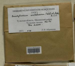 Brachythecium salebrosum (Hoffm. ex F. Weber & D. Mohr) Schimp., Гербарий мохообразных, Мхи - Центральное Нечерноземье (B6) (Россия)