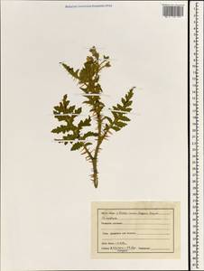 Solanum virginianum L., Зарубежная Азия (ASIA) (Индия)