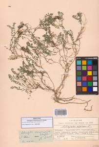 Astragalus alpinus var. alpinus, Кавказ, Ставропольский край, Карачаево-Черкесия, Кабардино-Балкария (K1b) (Россия)