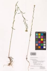 Желтушник душистый Ehrh., Восточная Европа, Центральный район (E4) (Россия)