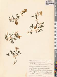 Хохлатка магаданская A.P.Khokhr., Сибирь, Чукотка и Камчатка (S7) (Россия)