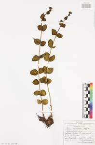 Очитник большой (L.) Holub, Восточная Европа, Центральный район (E4) (Россия)