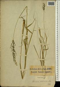 Megathyrsus maximus (Jacq.) B.K.Simon & S.W.L.Jacobs, Африка (AFR) (ЮАР)
