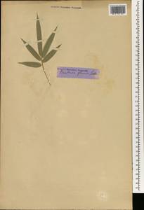 Бамбук многосложный (Lour.) Raeusch. ex Schult.f., Зарубежная Азия (ASIA) (Неизвестно)