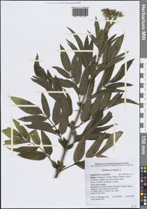 Бузина травянистая, Бузина травяная L., Западная Европа (EUR) (Испания)