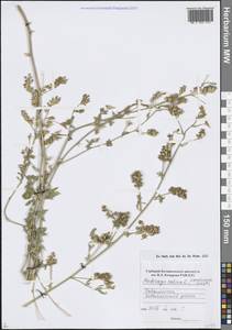 Люцерна посевная L., Средняя Азия и Казахстан, Памир и Памиро-Алай (M2) (Таджикистан)