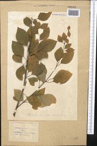 Береза, Средняя Азия и Казахстан, Сырдарьинские пустыни и Кызылкумы (M7) (Узбекистан)