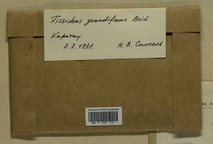 Fissidens grandifrons Brid., Гербарий мохообразных, Мхи - Средняя Азия и Казахстан (B16) (Казахстан)