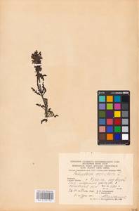 MHA 0 162 340, Мытник мутовчатый L., Восточная Европа, Западно-Украинский район (E13) (Украина)