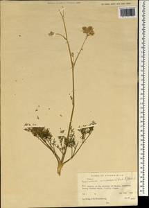 Zeravschania minjanensis (Rech. fil.) Rech. fil., Зарубежная Азия (ASIA) (Афганистан)