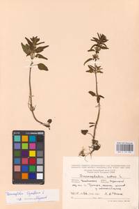 MHA 0 155 940, Змееголовник тимьяноцветковый L., Восточная Европа, Восточный район (E10) (Россия)