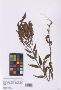 Вероника длиннолистная L., Восточная Европа, Московская область и Москва (E4a) (Россия)