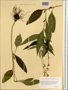 Крестовник, Монголия (MONG) (Монголия)